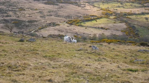 Sheep and lambs walking across Dartmoor Video stock 74604351