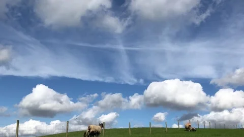 Sheep and lambs walking in a field in spring 스톡 동영상 260267301