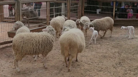 Sheep and lambs walking. Sheep farm Stock Footage 63196753
