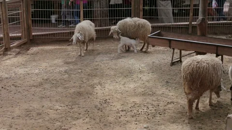 Sheep and lambs walking. Sheep farm Stock Footage 63387070