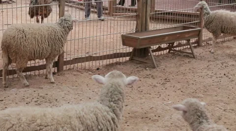 Sheep and lambs walking. sheep farm. Stock Footage 65414054