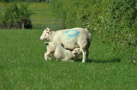 Sheep and lamd Stock Photos