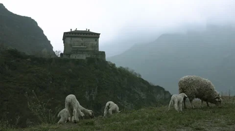Sheep and Old castle 스톡 동영상 62263462