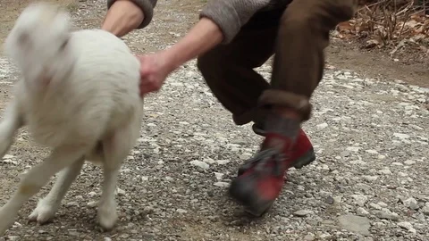 Sheep and pastor Stock Footage 74801724
