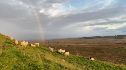 Sheep and Rainbow on the side of Hadrian's Wall, Northumberland, England, UK Video stock 285180536