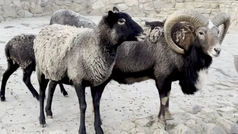 Sheep and Ram Interact in a Rocky Enclosure at the Animal Sanctuary Stock Footage 297529175