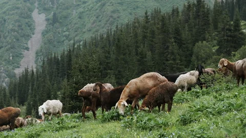 Sheep and rams graze on high-altitude pastures. Stock Footage 318594735
