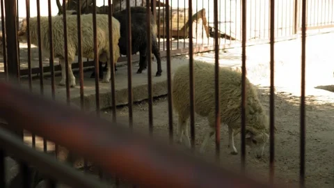 Sheep and rams with horns behind bars in Large Aviary Cage. Children Watching Stock Footage 159677750
