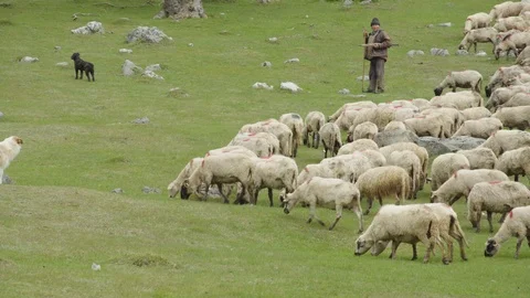 Sheep and shepherd Stock Footage 110924367