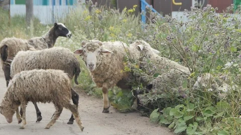  Sheep and Shepherd got out of the Barbed Grass Stock Footage 87586282