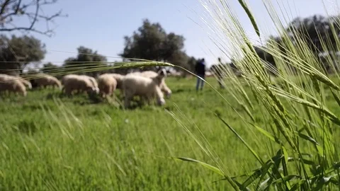 Sheep and Shepherds - Bethlehem Vídeos de archivo 90867968