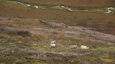 Sheep and stream tight from above Scotland Stock Footage 59066910