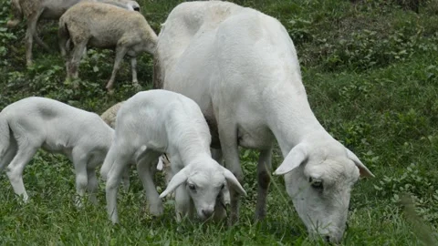 Sheep and their young Stock-Footage 224258267