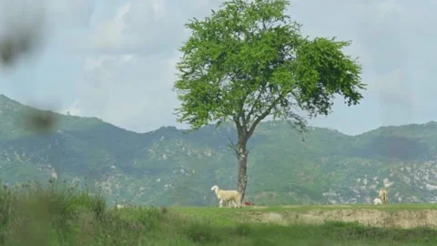 Sheep and tree corner Stock Footage 153662965