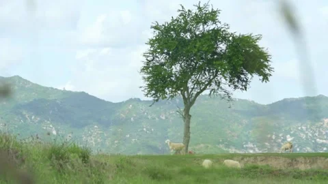 Sheep and tree corner Stock Footage
