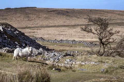 Sheep and Tree Fotos Stock