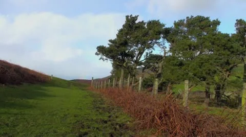 Sheep and Trees Video stock 10712878
