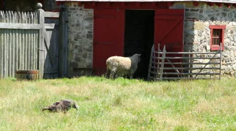 Sheep and Turkey at Small Cottage Farm Stock Footage 11879277