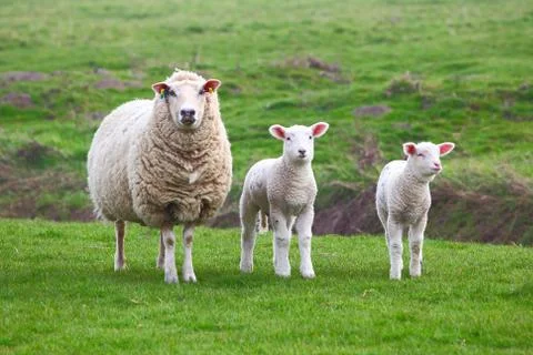 A sheep and two lamb Stock Photos