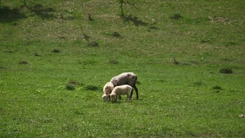 A sheep and two lambs graze in a meadow with hills, eating grass. Stock Footage 278389065
