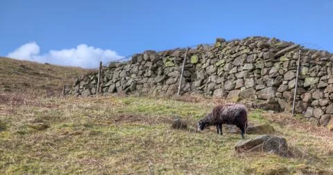 Sheep and wall Foto stock