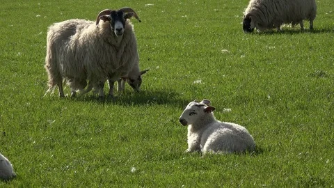 Sheep and young lambs Stock Footage 82939681