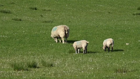 Sheep and young lambs Stock Footage 82939786