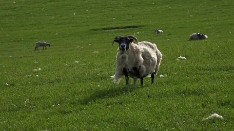 Sheep and young lambs Stock Footage 82939902