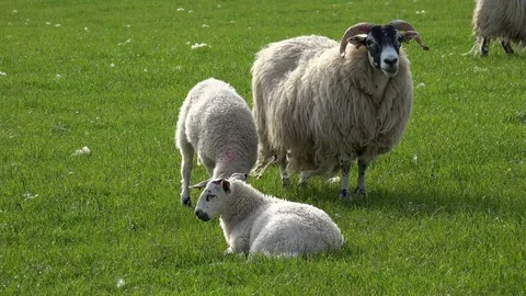 Sheep and young lambs Stock Footage 82940196