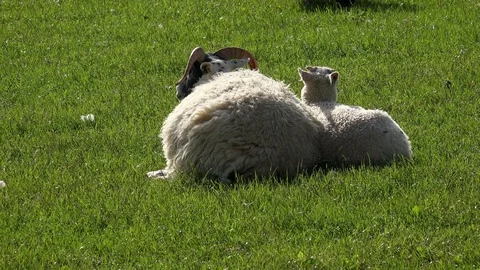Sheep and young lambs Stock Footage 82940340