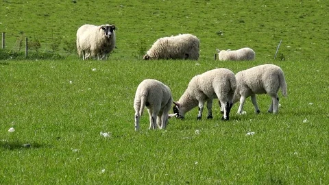 Sheep and young lambs Stock Footage 82940635