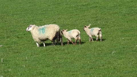 Sheep and young lambs Stock Footage 82940775