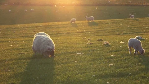 Sheep and young lambs Stock Footage 82940972