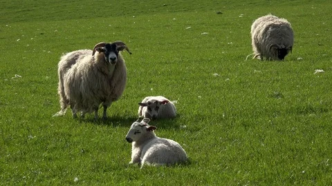 Sheep and young lambs Stock Footage 82942698