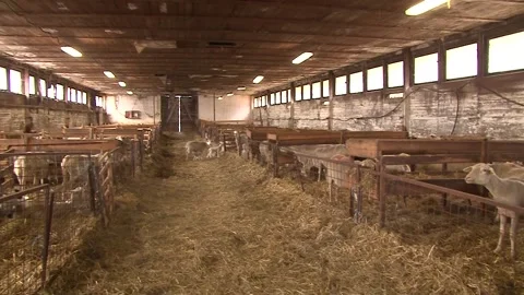 Sheep and Young Lambs Inside Traditional Farm Barn Video stock 344159134