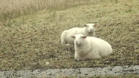 Sheep angle 1 Stock Footage 170017036