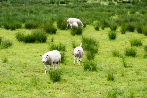 Sheep animals Stock Photos