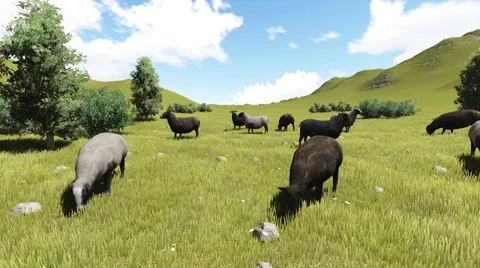 Sheep Animation 01 Video stock 50537191