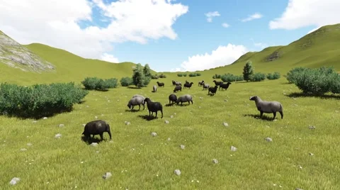 Sheep Animation 02 Video stock 50537293
