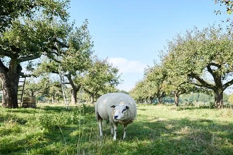 Sheep in apple orchard Stock Photos
