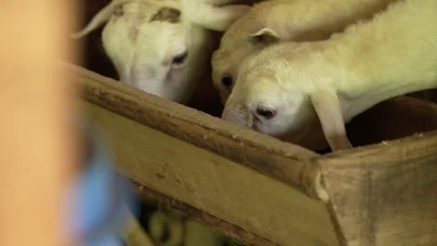 The sheep are being fed in the pen. three white goats eating grass in a pen Stock Footage 258642234