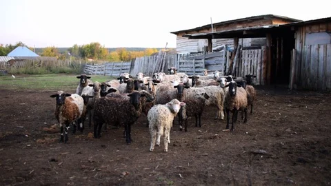 Sheep are carefully looking at the camera. A flock of sheep in a corral near the Stock Footage 117046442