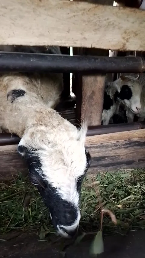 Sheep are eating in the stable Video stock 247189919