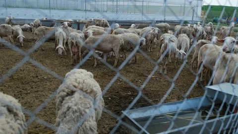 Sheep are fed in the barn 動画素材 246920367