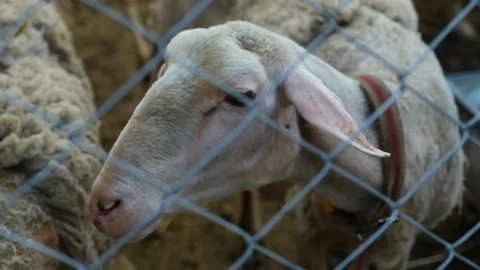 Sheep are fed in the barn Stock-Footage 246920460