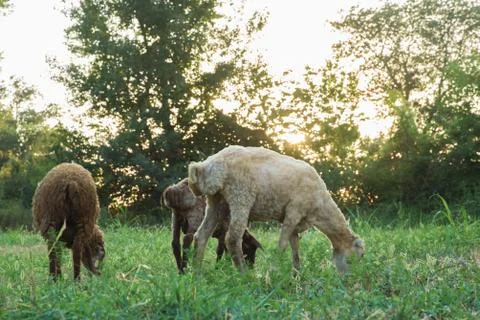 The sheep are grazing in the meadows Stock Photos