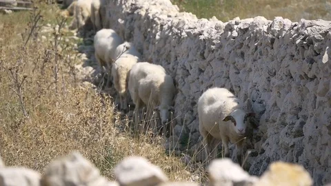 Sheep Are Hiding From The Sun In The Shadow Of The Stone Fence Stock Footage 98755238