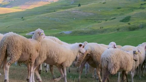 Sheep are moving in herd Vídeo Stock 247353617