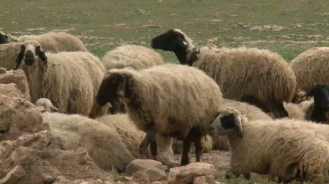 Sheep are on Peace Stock Footage 46054394