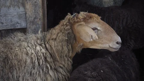 Sheep are in the pen 스톡 동영상 107975639